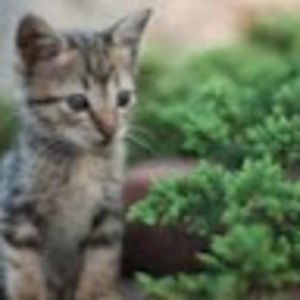 Meet your Posher, Hazel